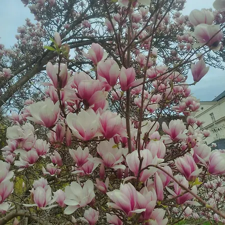 Mishama Karlovy Vary