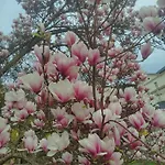Mishama KLV
